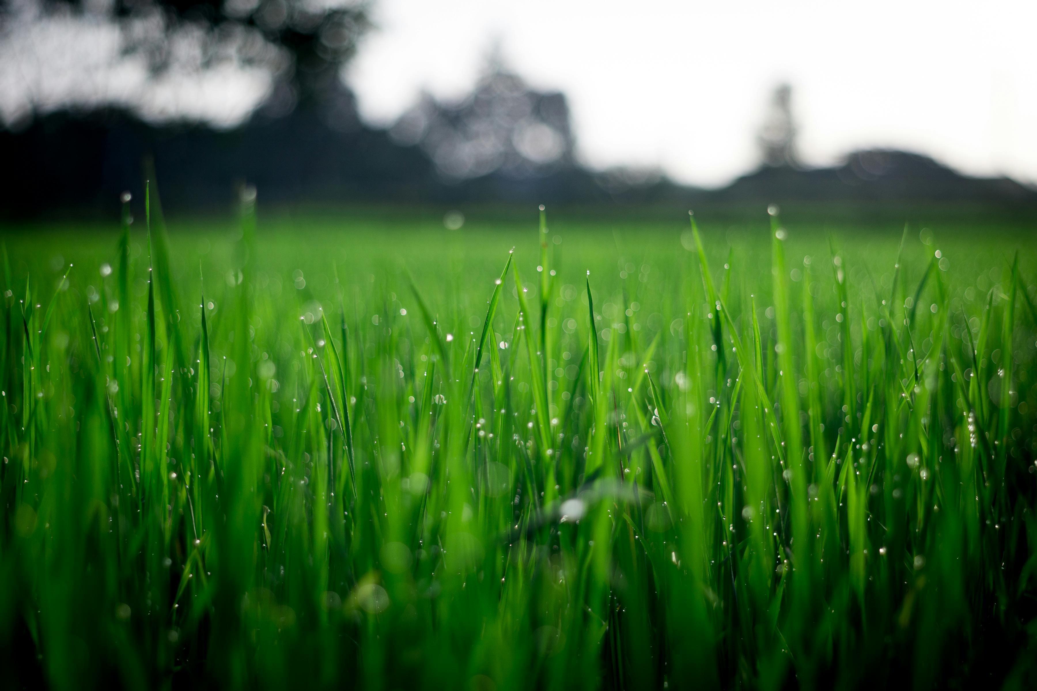 A Guide to Professional Lawn Preparation for Spring in Texas